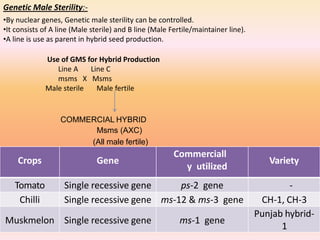 Genetic Male Sterility:-
•By nuclear genes, Genetic male sterility can be controlled.
•It consists of A line (Male sterile) and B line (Male Fertile/maintainer line).
•A line is use as parent in hybrid seed production.
Use of GMS for Hybrid Production
Line A Line C
msms X Msms
Male sterile Male fertile
COMMERCIAL HYBRID
Msms (AXC)
(All male fertile)
Crops Gene
Commerciall
y utilized
Variety
Tomato Single recessive gene ps-2 gene -
Chilli Single recessive gene ms-12 & ms-3 gene CH-1, CH-3
Muskmelon Single recessive gene ms-1 gene
Punjab hybrid-
1
 