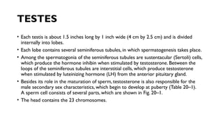 TESTES
• Each testis is about 1.5 inches long by 1 inch wide (4 cm by 2.5 cm) and is divided
internally into lobes.
• Each lobe contains several seminiferous tubules, in which spermatogenesis takes place.
• Among the spermatogonia of the seminiferous tubules are sustentacular (Sertoli) cells,
which produce the hormone inhibin when stimulated by testosterone. Between the
loops of the seminiferous tubules are interstitial cells, which produce testosterone
when stimulated by luteinizing hormone (LH) from the anterior pituitary gland.
• Besides its role in the maturation of sperm, testosterone is also responsible for the
male secondary sex characteristics, which begin to develop at puberty (Table 20–1).
A sperm cell consists of several parts, which are shown in Fig. 20–1.
• The head contains the 23 chromosomes.
 