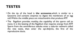 TESTES
• On the tip of the head is the acrosome,which is similar to a
lysosome and contains enzymes to digest the membrane of an egg
cell.Within the middle piece are mitochondria that produce ATP.
• The flagellum provides motility, the capability of the sperm cell to
move. It is the beating of the flagellum that requires energy from ATP.
Sperm from the seminiferous tubules enter a tubu-lar network called
the rete testis, then enter the epi-didymis, the first of the
reproductive ducts.
 