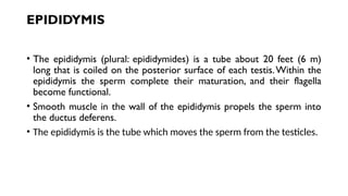 EPIDIDYMIS
• The epididymis (plural: epididymides) is a tube about 20 feet (6 m)
long that is coiled on the posterior surface of each testis.Within the
epididymis the sperm complete their maturation, and their flagella
become functional.
• Smooth muscle in the wall of the epididymis propels the sperm into
the ductus deferens.
• The epididymis is the tube which moves the sperm from the testicles.
 