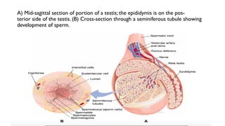 A) Mid-sagittal section of portion of a testis; the epididymis is on the pos-
terior side of the testis. (B) Cross-section through a seminiferous tubule showing
development of sperm.
 