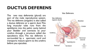 DUCTUS DEFERENS
The two vasa deferentia (plural) are
part of the male reproductive system.
The vas deferens (singular) is also called
a ductus deferens or a sperm duct.This
long muscular tube runs from the
epididymis into the pelvic cavity behind
your bladder and connects to your
urethra through a structure called the
ejaculatory duct. The vas deferens is
surrounded by a spermatic cord and
transports mature sperm to the urethra
before you ejaculate.
 