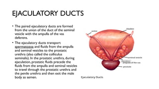 EJACULATORY DUCTS
• The paired ejaculatory ducts are formed
from the union of the duct of the seminal
vesicle with the ampulla of the vas
deferens.
• The ejaculatory ducts transport
spermatozoa and fluids from the ampulla
and seminal vesicles to the prostatic
urethra (also called the colliculus
seminalis). In the prostatic urethra, during
ejaculation, prostatic fluids precede the
fluids from the ampulla and seminal vesicles
to travel through the prostatic urethra and
the penile urethra and then exit the male
body as semen.
 