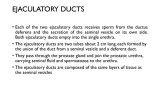 EJACULATORY DUCTS
• Each of the two ejaculatory ducts receives sperm from the ductus
deferens and the secretion of the seminal vesicle on its own side.
Both ejaculatory ducts empty into the single urethra.
• The ejaculatory ducts are two tubes about 2 cm long, each formed by
the union of the duct from a seminal vesicle and a deferent duct.
• They pass through the prostate gland and join the prostatic urethra,
carrying seminal fluid and spermatozoa to the urethra.
• The ejaculatory ducts are composed of the same layers of tissue as
the seminal vesicles
 