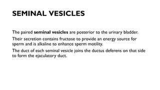 SEMINAL VESICLES
The paired seminal vesicles are posterior to the urinary bladder.
Their secretion contains fructose to provide an energy source for
sperm and is alkaline to enhance sperm motility.
The duct of each seminal vesicle joins the ductus deferens on that side
to form the ejaculatory duct.
 