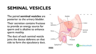 SEMINAL VESICLES
The paired seminal vesicles are
posterior to the urinary bladder.
Their secretion contains fructose
to provide an energy source for
sperm and is alkaline to enhance
sperm motility.
The duct of each seminal vesicle
joins the ductus deferens on that
side to form the ejaculatory duct.
 