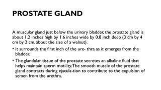 PROSTATE GLAND
A muscular gland just below the urinary bladder, the prostate gland is
about 1.2 inches high by 1.6 inches wide by 0.8 inch deep (3 cm by 4
cm by 2 cm, about the size of a walnut).
• It surrounds the first inch of the ure- thra as it emerges from the
bladder.
• The glandular tissue of the prostate secretes an alkaline fluid that
helps maintain sperm motility.The smooth muscle of the prostate
gland contracts during ejacula-tion to contribute to the expulsion of
semen from the urethra.
 