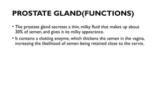 PROSTATE GLAND(FUNCTIONS)
• The prostate gland secretes a thin, milky fluid that makes up about
30% of semen, and gives it its milky appearance.
• It contains a clotting enzyme, which thickens the semen in the vagina,
increasing the likelihood of semen being retained close to the cervix.
 