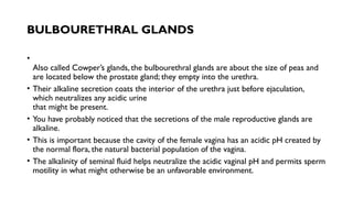 BULBOURETHRAL GLANDS
•
Also called Cowper’s glands, the bulbourethral glands are about the size of peas and
are located below the prostate gland; they empty into the urethra.
• Their alkaline secretion coats the interior of the urethra just before ejaculation,
which neutralizes any acidic urine
that might be present.
• You have probably noticed that the secretions of the male reproductive glands are
alkaline.
• This is important because the cavity of the female vagina has an acidic pH created by
the normal flora, the natural bacterial population of the vagina.
• The alkalinity of seminal fluid helps neutralize the acidic vaginal pH and permits sperm
motility in what might otherwise be an unfavorable environment.
 