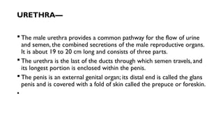 URETHRA—
 The male urethra provides a common pathway for the flow of urine
and semen, the combined secretions of the male reproductive organs.
It is about 19 to 20 cm long and consists of three parts.
 The urethra is the last of the ducts through which semen travels, and
its longest portion is enclosed within the penis.
 The penis is an external genital organ; its distal end is called the glans
penis and is covered with a fold of skin called the prepuce or foreskin.
•
 