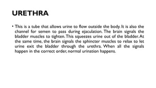 URETHRA
• This is a tube that allows urine to flow outside the body. It is also the
channel for semen to pass during ejaculation. The brain signals the
bladder muscles to tighten.This squeezes urine out of the bladder.At
the same time, the brain signals the sphincter muscles to relax to let
urine exit the bladder through the urethra. When all the signals
happen in the correct order, normal urination happens.
 