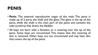PENIS
• Penis. The external reproductive organ of the male. The penis is
made up of 2 parts, the shaft and the glans.The glans is the tip of the
penis, while the shaft is the main part of the penis and contains the
tube (urethra) that drains the bladder.
• All boys are born with a foreskin, or a covering over the tip of the
penis. Some boys are circumcised. This means that this covering of
skin is removed. Other boys are not circumcised and may have skin
that covers the tip of the penis.
 
