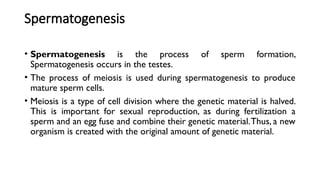 Spermatogenesis
• Spermatogenesis is the process of sperm formation,
Spermatogenesis occurs in the testes.
• The process of meiosis is used during spermatogenesis to produce
mature sperm cells.
• Meiosis is a type of cell division where the genetic material is halved.
This is important for sexual reproduction, as during fertilization a
sperm and an egg fuse and combine their genetic material.Thus, a new
organism is created with the original amount of genetic material.
 