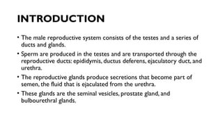 INTRODUCTION
• The male reproductive system consists of the testes and a series of
ducts and glands.
• Sperm are produced in the testes and are transported through the
reproductive ducts: epididymis, ductus deferens, ejaculatory duct, and
urethra.
• The reproductive glands produce secretions that become part of
semen, the fluid that is ejaculated from the urethra.
• These glands are the seminal vesicles, prostate gland, and
bulbourethral glands.
 