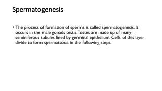 Spermatogenesis
• The process of formation of sperms is called spermatogenesis. It
occurs in the male gonads testis.Testes are made up of many
seminiferous tubules lined by germinal epithelium. Cells of this layer
divide to form spermatozoa in the following steps:
 