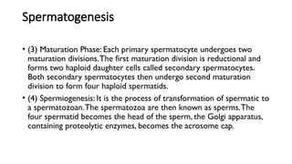 Spermatogenesis
• (3) Maturation Phase: Each primary spermatocyte undergoes two
maturation divisions.The first maturation division is reductional and
forms two haploid daughter cells called secondary spermatocytes.
Both secondary spermatocytes then undergo second maturation
division to form four haploid spermatids.
• (4) Spermiogenesis: It is the process of transformation of spermatic to
a spermatozoan.The spermatozoa are then known as sperms.The
four spermatid becomes the head of the sperm, the Golgi apparatus,
containing proteolytic enzymes, becomes the acrosome cap.
 