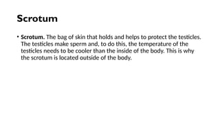 Scrotum
• Scrotum. The bag of skin that holds and helps to protect the testicles.
The testicles make sperm and, to do this, the temperature of the
testicles needs to be cooler than the inside of the body. This is why
the scrotum is located outside of the body.
 