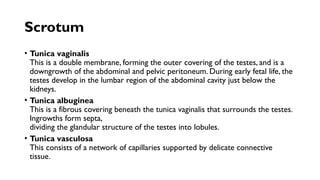 Scrotum
• Tunica vaginalis
This is a double membrane, forming the outer covering of the testes, and is a
downgrowth of the abdominal and pelvic peritoneum. During early fetal life, the
testes develop in the lumbar region of the abdominal cavity just below the
kidneys.
• Tunica albuginea
This is a fibrous covering beneath the tunica vaginalis that surrounds the testes.
Ingrowths form septa,
dividing the glandular structure of the testes into lobules.
• Tunica vasculosa
This consists of a network of capillaries supported by delicate connective
tissue.
 