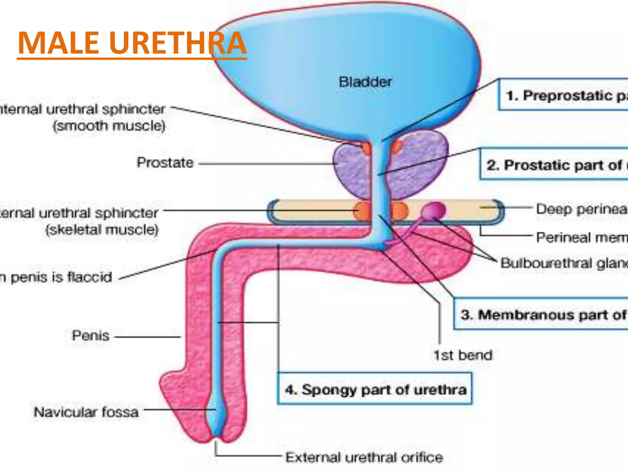 Male urethra | PPTX