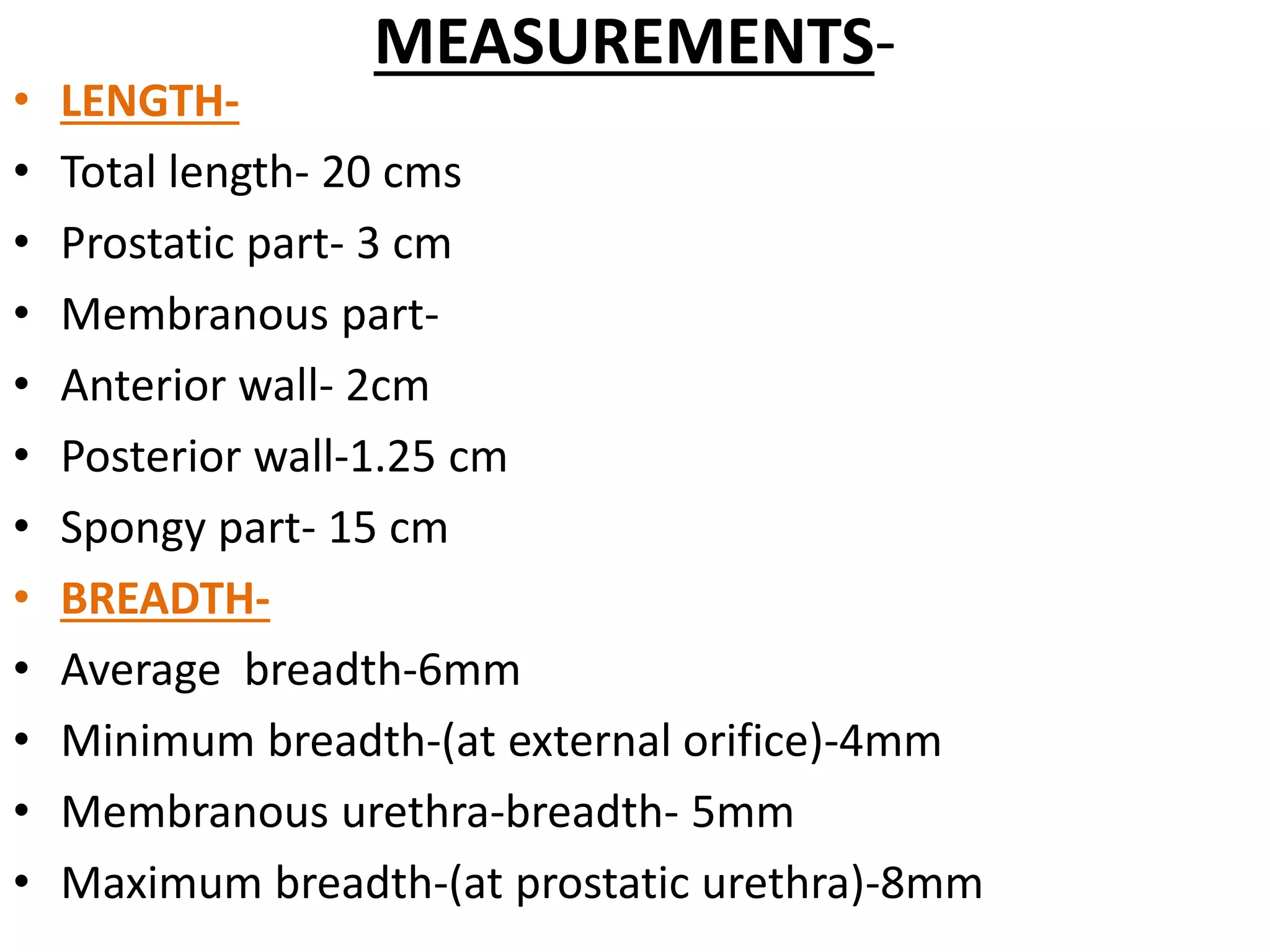 Male urethra | PPTX
