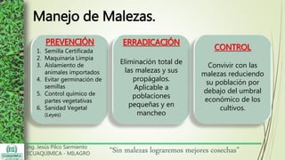 Ing. Jesús Pilco Sarmiento
ECUAQUIMICA - MILAGRO
“Sin malezas lograremos mejores cosechas”
Manejo de Malezas.
PREVENCIÓN
1. Semilla Certificada
2. Maquinaria Limpia
3. Aislamiento de
animales importados
4. Evitar germinación de
semillas
5. Control químico de
partes vegetativas
6. Sanidad Vegetal
(Leyes)
ERRADICACIÓN
Eliminación total de
las malezas y sus
propágalos.
Aplicable a
poblaciones
pequeñas y en
mancheo
CONTROL
Convivir con las
malezas reduciendo
su población por
debajo del umbral
económico de los
cultivos.
 