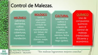 Ing. Jesús Pilco Sarmiento
ECUAQUIMICA - MILAGRO
“Sin malezas lograremos mejores cosechas”
Control de Malezas.
MECÁNICO
Labranza,
deshierba,
cultivo
mecánico,
coberturas,
quema e
inundación.
BIOLÓGICO
Uso de
organismos
vivos para
combatir las
malezas
manteniéndolas
por debajo del
Umbral
Económico
(Ganzos, ovejas,
cabros).
CULTURAL
Selección del
cultivo o
variedad,
rotación de
cultivo,
distancia de
siembra, fecha
de siembra,
riego (goteo).
QUÍMICO
Uso de
compuestos
químicos
para el
control de
malezas
(Herbicidas).
Eficiente y
económico.
 