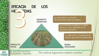 Ing. Jesús Pilco Sarmiento
ECUAQUIMICA - MILAGRO
“Sin malezas lograremos mejores cosechas”
EFICACIA DE LOS
HERBICIDAS.
MOMENTO
OPORTUNO
PRODUCTO
EFICAZ
BUENA
APLICACION
Los herbicidas no controlan
eficientemente todas las malezas.
Los herbicidas no ejercen su mejor
efecto si no son aplicados en el
Momento Oportuno.
La calibración y el estado de los
equipos garantiza la dosificación.
 