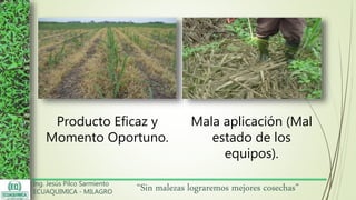 Ing. Jesús Pilco Sarmiento
ECUAQUIMICA - MILAGRO
“Sin malezas lograremos mejores cosechas”
Producto Eficaz y
Momento Oportuno.
Mala aplicación (Mal
estado de los
equipos).
 