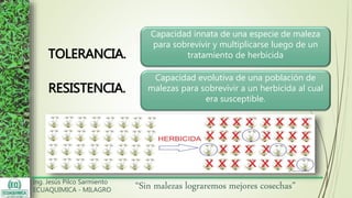 Ing. Jesús Pilco Sarmiento
ECUAQUIMICA - MILAGRO
“Sin malezas lograremos mejores cosechas”
TOLERANCIA.
Capacidad innata de una especie de maleza
para sobrevivir y multiplicarse luego de un
tratamiento de herbicida
RESISTENCIA.
Capacidad evolutiva de una población de
malezas para sobrevivir a un herbicida al cual
era susceptible.
 