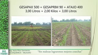 Ing. Jesús Pilco Sarmiento
ECUAQUIMICA - MILAGRO
“Sin malezas lograremos mejores cosechas”
GESAPAX 500 + GESAPRIM 90 + ATAJO 400
3,00 Litros + 2,00 Kilos + 3,00 Litros
 