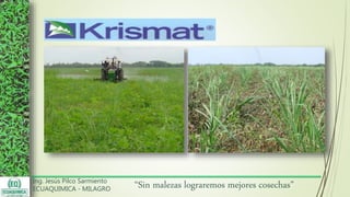 Ing. Jesús Pilco Sarmiento
ECUAQUIMICA - MILAGRO
“Sin malezas lograremos mejores cosechas”
 