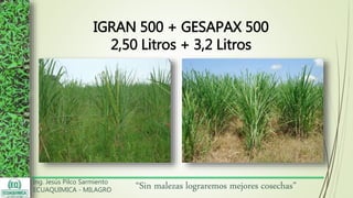 Ing. Jesús Pilco Sarmiento
ECUAQUIMICA - MILAGRO
“Sin malezas lograremos mejores cosechas”
IGRAN 500 + GESAPAX 500
2,50 Litros + 3,2 Litros
 