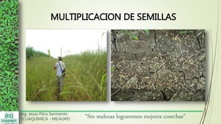 Ing. Jesús Pilco Sarmiento
ECUAQUIMICA - MILAGRO
“Sin malezas lograremos mejores cosechas”
MULTIPLICACION DE SEMILLAS
 