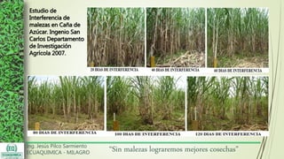 Ing. Jesús Pilco Sarmiento
ECUAQUIMICA - MILAGRO
“Sin malezas lograremos mejores cosechas”
Estudio de
Interferencia de
malezas en Caña de
Azúcar. Ingenio San
Carlos Departamento
de Investigación
Agrícola 2007.
 