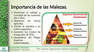 Ing. Jesús Pilco Sarmiento
ECUAQUIMICA - MILAGRO
“Sin malezas lograremos mejores cosechas”
Importancia de las Malezas.
1. Disminuye la calidad y
Cantidad de las cosechas
(40 a 70%).
2. Deprecian las tierras
agrícolas.
3. Limitan la siembra a un
cultivo específico.
4. Aumenta los Costos de
Producción (8-35%).
5. Hospederos de Plagas
(Insectos y
enfermedades)
Esquema Secuencial del
Rendimiento.
 