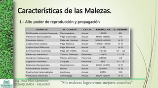 Ing. Jesús Pilco Sarmiento
ECUAQUIMICA - MILAGRO
“Sin malezas lograremos mejores cosechas”
Características de las Malezas.
1.- Alto poder de reproducción y propagación
 