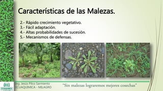 Ing. Jesús Pilco Sarmiento
ECUAQUIMICA - MILAGRO
“Sin malezas lograremos mejores cosechas”
Características de las Malezas.
2.- Rápido crecimiento vegetativo.
3.- Fácil adaptación.
4.- Altas probabilidades de sucesión.
5.- Mecanismos de defensas.
 