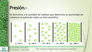 Ing. Jesús Pilco Sarmiento
ECUAQUIMICA - MILAGRO
“Sin malezas lograremos mejores cosechas”
Presión.-
Se denomina a la cantidad de malezas que determina un porcentaje de
cobertura en particular sobre un área específica.
 