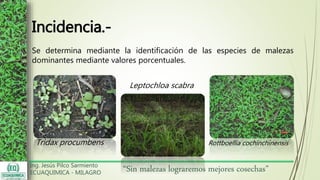 Ing. Jesús Pilco Sarmiento
ECUAQUIMICA - MILAGRO
“Sin malezas lograremos mejores cosechas”
Incidencia.-
Se determina mediante la identificación de las especies de malezas
dominantes mediante valores porcentuales.
Tridax procumbens
Leptochloa scabra
Rottboellia cochinchinensis
 
