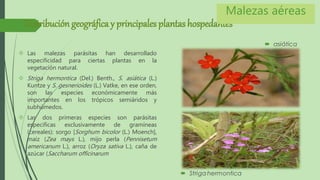 Distribución geográfica y principales plantas hospedantes 
 Las malezas parásitas han desarrollado 
especificidad para ciertas plantas en la 
vegetación natural. 
 Striga hermontica (Del.) Benth., S. asiática (L.) 
Kuntze y S. gesnerioides (L.) Vatke, en ese orden, 
son las especies económicamente más 
importantes en los trópicos semiáridos y 
subhúmedos. 
 Las dos primeras especies son parásitas 
específicas exclusivamente de gramíneas 
(cereales): sorgo [Sorghum bicolor (L.) Moench], 
maíz (Zea mays L.), mijo perla (Pennisetum 
americanum L.), arroz (Oryza sativa L.), caña de 
azúcar (Saccharum officinarum 
Malezas aéreas 
 