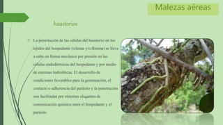 haustorios 
 La penetración de las células del haustorio en los 
tejidos del hospedante (xilema y/o floema) se lleva 
a cabo en forma mecánica por presión en las 
células endodérmicas del hospedante y por medio 
de enzimas hidrolíticas. El desarrollo de 
condiciones favorables para la germinación, el 
contacto o adherencia del parásito y la penetración 
son facilitadas por sistemas elegantes de 
comunicación química entre el hospedante y el 
parásito 
Malezas aéreas 
 