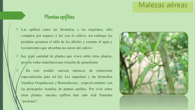 Malezas Aereas