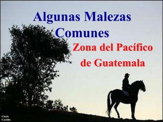 Algunas Malezas
Comunes
Zona del Pacífico
de Guatemala
Chofo
Castillo
 