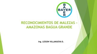 RECONOCIMIENTOS DE MALEZAS –
AMAZONAS BAGUA GRANDE
Ing. LEISON VILLANUEVA D.
 