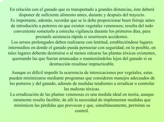 En relación con el ganado que es transportado a grandes distancias, éste deberádisponer de suficiente alimento antes, durante y después del trayecto. Es importante, además, recordar que se le debe proporcionar buen forraje antes de introducirlo a potreros en que existen vegetales venenosos; resulta del todo conveniente someterlo a estrecha vigilancia durante los primerosdías, para prestarle asistencia rápida si ocurriesen accidentes. Los arreos prolongados deben realizarse con lentitud, estableciéndose lugares intermedios en donde el ganado pueda pernoctar con seguridad; enlo posible, en tales lugares deberán destruirse o al menos ralearse las plantas tóxicas existentes, quemando las que fueran arrancadas o manteniéndolas lejos del ganado si su destrucción resultase impracticable. Aunque es difícil impedir la ocurrencia de intoxicaciones por vegetales, estaspueden minimizarse mediante programas que consideren manejos adecuados de los potreros y del ganado, además de medidas tendientes a erradicar o controlar las malezas tóxicas. La erradicación de las plantas venenosas es una medida ideal en teoría, aunque raramente resulta factible; de allíla necesidad de implementar medidas que minimicen las pérdidas que provocan y que, simultáneamente, permitan su control.  