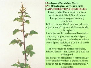 NC:AmaranthusdubiusMart. NV:Bledo blanco, yuyo, AmarantoCARACTERÍSTICAS GENERALES: Planta dicotiledónea, anual, herbácea, suculenta, de 0,50 a 1,20 m de altura. Raíz pivotante, un poco carnosa y ramificada. Tallo erecto, ramificado, carnoso, de color rojizo a morado, glabro, de liso a estriado y sin espinas. Las hojas son de ovadas a rombo-ovadas, alternas, simples, enteras, sin estípulas, pubescentes, agudas o redondas en la base y en el ápice, pecioladas y de 2 a 12 cmde longitud. Inflorescencia en espigas terminales, axilares, densas, ramificadas, de 2 a 20 cmde longitud. Las flores son masculinas y femeninas, de color amarillo-verdoso a crema, cada una tiene un par de bractéolas membranosas y persistentes.  