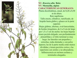 NC:BrassicaalbaBoissNV:Mostacilla, alpiste CARACTERÍSTICAS GENERALES: Planta dicotiledónea, anual, de 0,20 a 0,50 m de altura. Raíz napiforme. Tallo erecto, cilíndrico, ramificado, de hispido hasta glabro y glauco en la parte superior. Hojas glabras, alternas, oval-lanceoladas, de bordes irregulares, de 4 a 8 cmde largo por 1,5 a 3 cmde ancho; las hojas bajeras tienen pecíolo delgado; son profundamente pinnatífidas y el lobo terminal es muy largo; las laterales son pequeñas y estrechas, todas dentadas y con pelos ásperos; las de la parte media están menos divididas y tienen pecíolos cortos y las superiores son sésiles y no abrazadoras. Inflorescencia en racimos axilares y terminales alargados.  