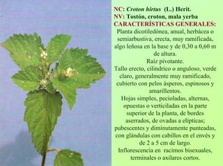 NC: Crotonhirtus(L.) Herit. NV:Tostón, croton, mala yerbaCARACTERÍSTICAS GENERALES: Planta dicotiledónea, anual, herbácea o semiarbustiva, erecta, muy ramificada, algo leñosa en la base y de 0,30 a 0,60 m de altura. Raíz pivotante. Tallo erecto, cilindricoo anguloso, verde claro, generalmente muy ramificado, cubierto con pelos ásperos, espinosos y amarillentos. Hojas simples, pecioladas, alternas, opuestas o verticiladas en la parte superior de la planta, de bordes aserrados, de ovadas a elípticas; pubescentes y diminutamente punteadas, con glándulas con cabillos en el envés y de 2 a 5 cmde largo. Inflorescencia en racimos bisexuales, terminales o axilares cortos.  