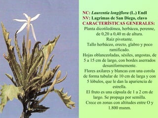 NC:Laurentia longiflora(L.) EndlNV:Lagrimas de San Diego, clavoCARACTERÍSTICAS GENERALES: Planta dicotiledónea, herbácea, perenne, de 0,20 a 0,40 m de altura. Raíz pivotante. Tallo herbáceo, erecto, glabro y poco ramificado. Hojas oblanceoladas, sésiles, angostas, de 5 a 15 cmde largo, con bordes aserrados desuniformemente. Flores axilares y blancas con una corola de forma tubular de 10 cmde larga y con 5 lóbulos, que le dan la apariencia de estrella. El fruto es una cápsula de 1 a 2 cmde largo. Se propaga por semilla. Crece en zonas con altitudes entre O y 1.800 msnm.  