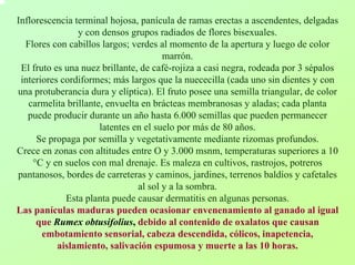 Inflorescencia terminal hojosa, panícula de ramas erectas a ascendentes, delgadas y con densos grupos radiados de flores bisexuales. Flores con cabillos largos; verdes al momento de la apertura y luego de color marrón. El fruto es una nuez brillante, de café-rojiza a casi negra, rodeada por 3 sépalos interiores cordiformes; más largos que la nuececilla (cada uno sin dientes y con una protuberancia dura y elíptica). El fruto posee una semilla triangular, de color carmelita brillante, envuelta en brácteas membranosas y aladas; cada planta puede producir durante un año hasta 6.000 semillas que pueden permanecer latentes en el suelo por más de 80 años. Se propaga por semilla y vegetativamente mediante rizomas profundos. Crece en zonas con altitudes entre O y 3.000 msnm, temperaturas superiores a 10 °Cy en suelos con mal drenaje. Es maleza en cultivos, rastrojos, potreros pantanosos, bordes de carreteras y caminos, jardines, terrenos baldíos y cafetales al sol y a la sombra. Esta planta puede causar dermatitis en algunas personas. Las panículas maduras pueden ocasionar envenenamiento al ganado al igualque Rumex obtusifolius,debido al contenido de oxalatos que causan embotamiento sensorial, cabeza descendida, cólicos, inapetencia, aislamiento, salivación espumosa y muerte a las 10 horas.  